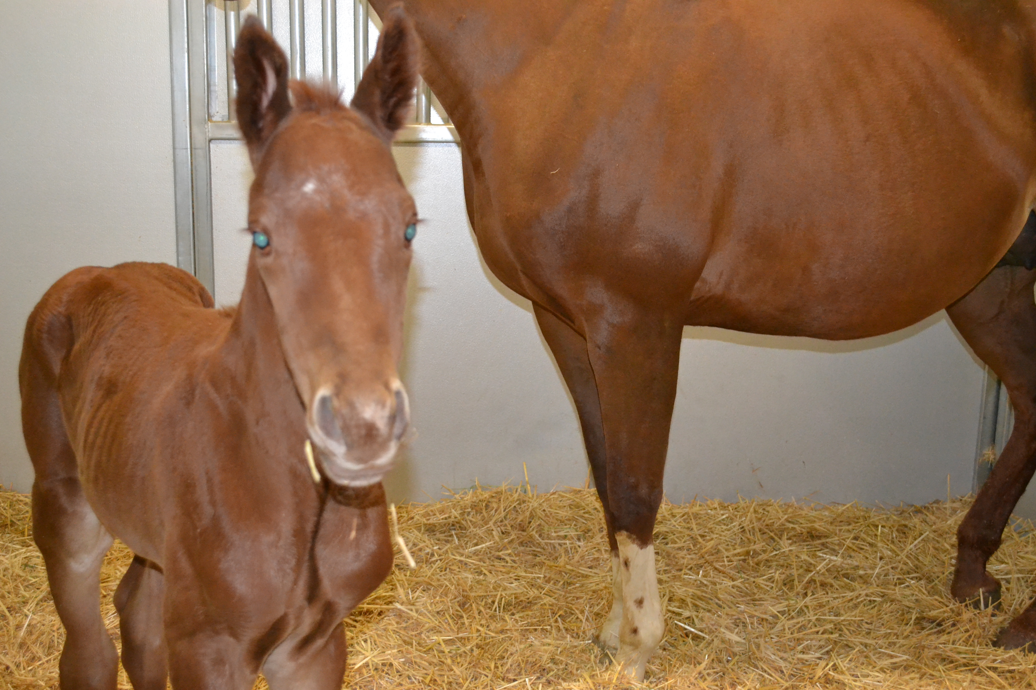 CONTACT INFO Rio Del Sol Stables LLC CONTACT INFO Rio Del Sol Stables LLC